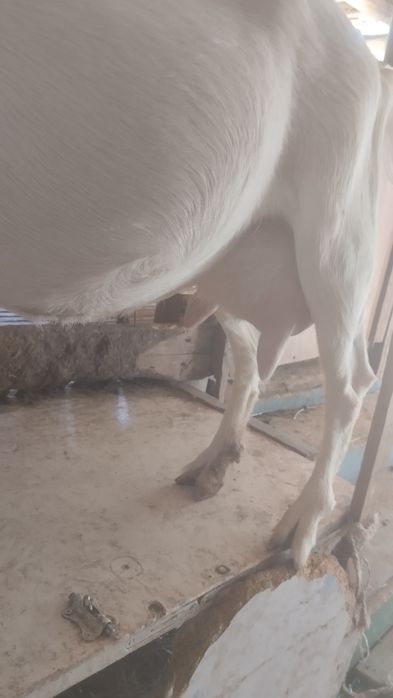 Ешкі козы сатылады