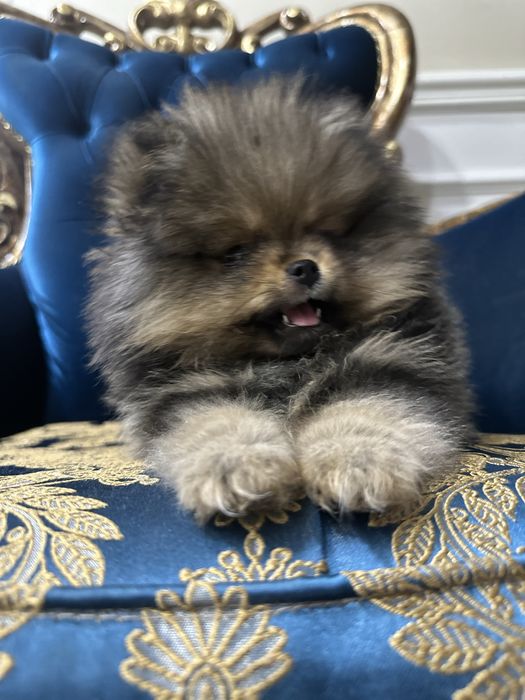 Померанский шпиц 3 мес дева