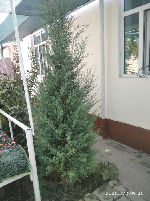 Archa sotiladi Nomi tuyaarcha