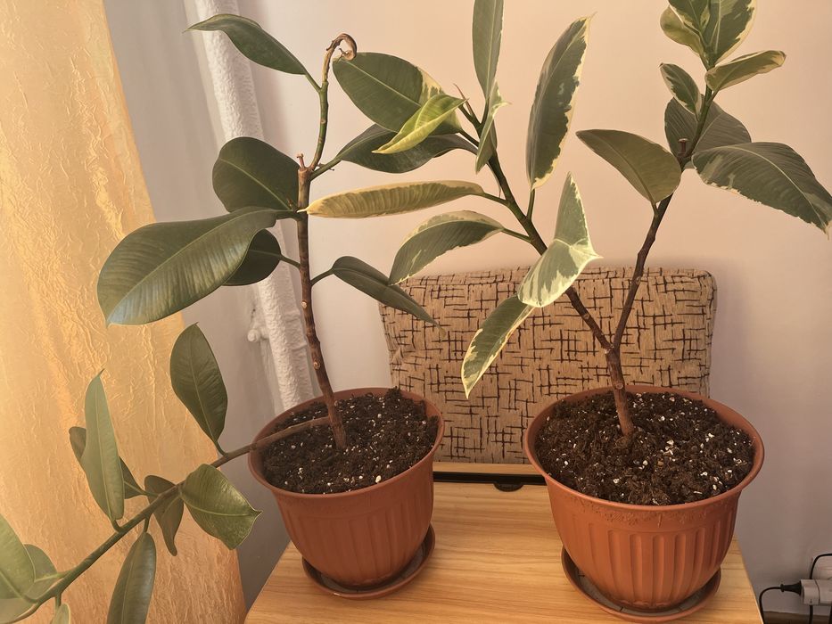 Vand Urgent Ficus elastica vargat (Tineke) si Ficus Classic + 2 ghivece de 12 l fiecare