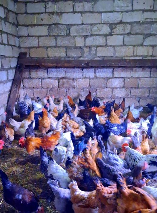 Продам молодых  кур
