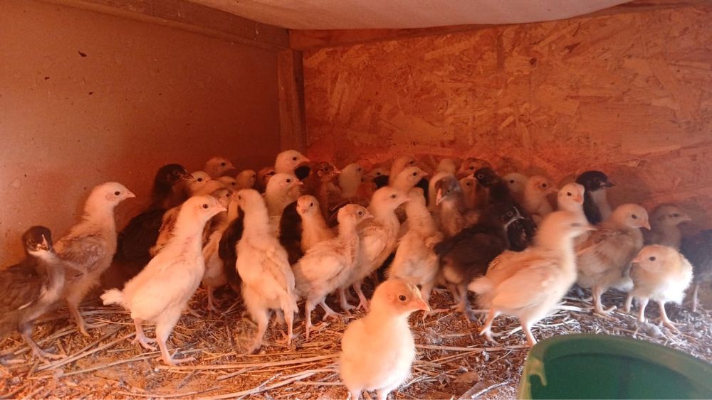 Домашный шожелер сатылады