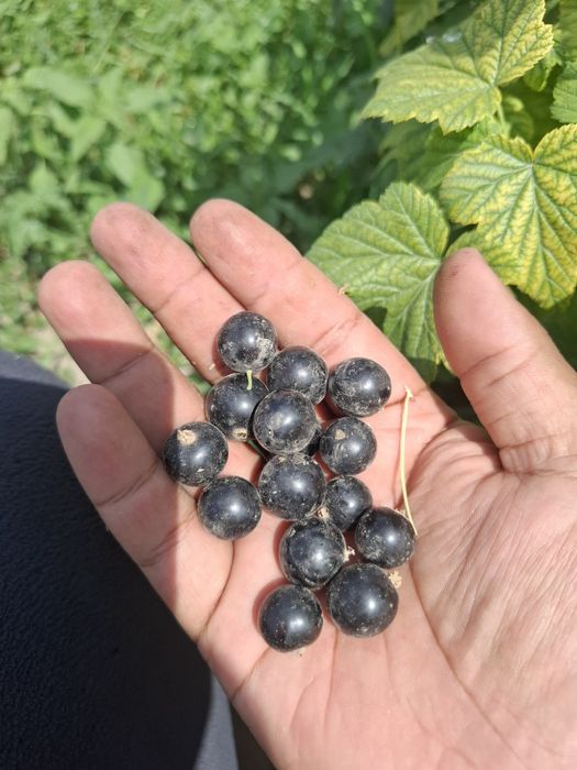 "Селеченская 2" қарақаты