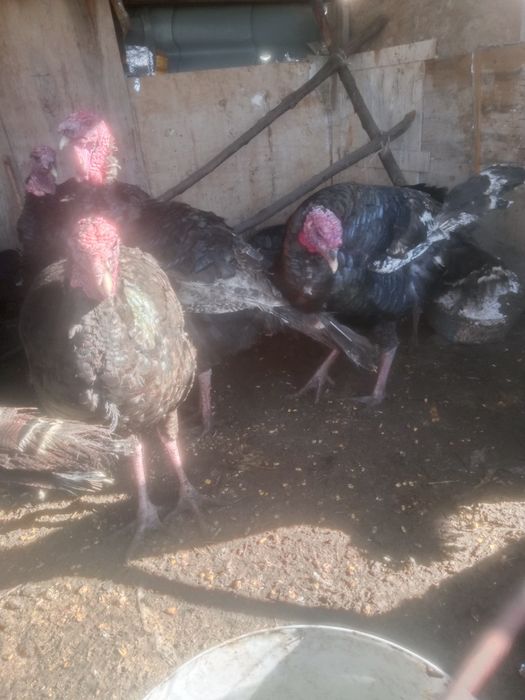 Индюков гибрид продам