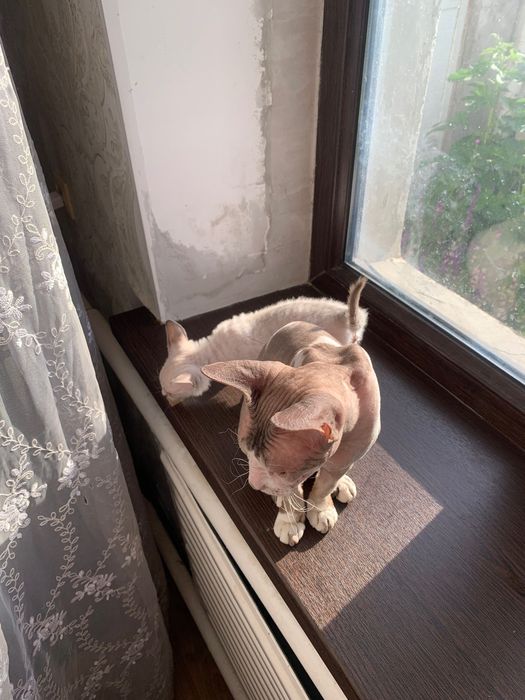 Отдам котят в хорошие руки
