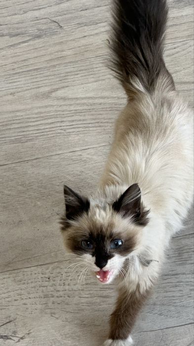 Котёнка     ragdoll+birman