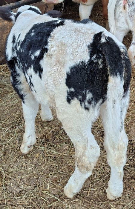 Viței belgieni o lună