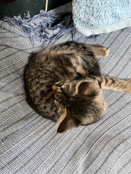 Котенок в добрые руки
