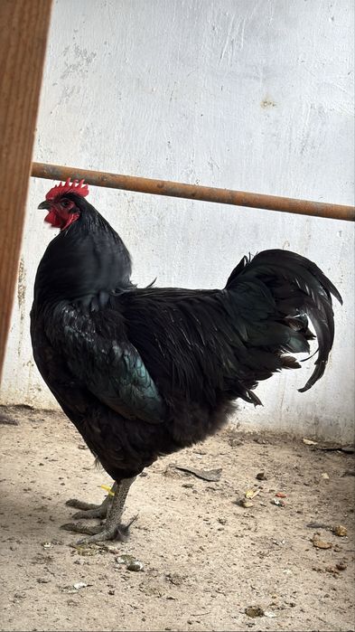 Джерсийский гигант  Гигант