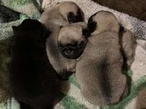 Вязка кабель мопс