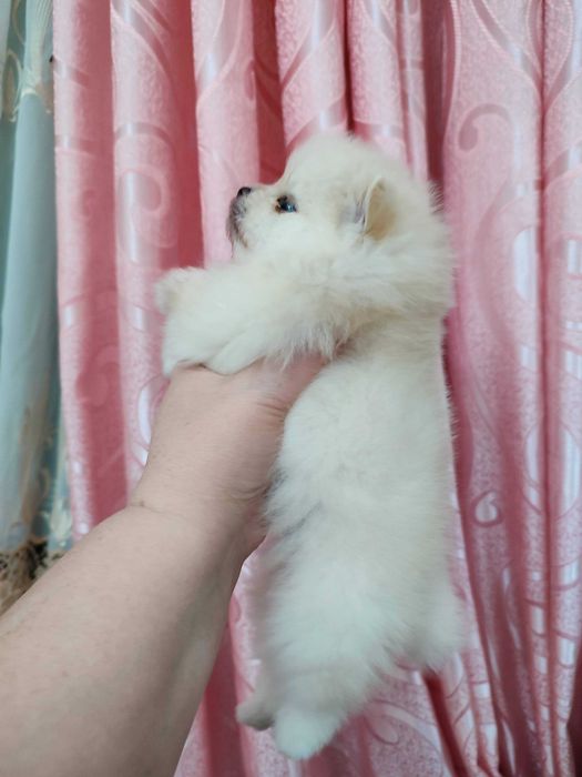 Щенки померанского шпица