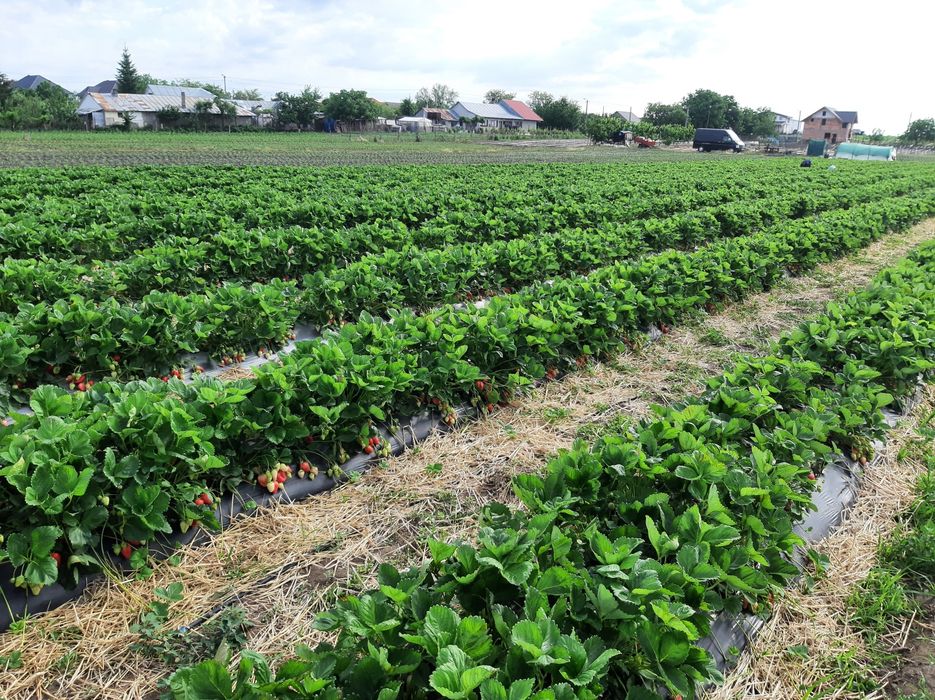 Stoloni Capsuni ALBION și soiuri anuale,zmeura remontanta