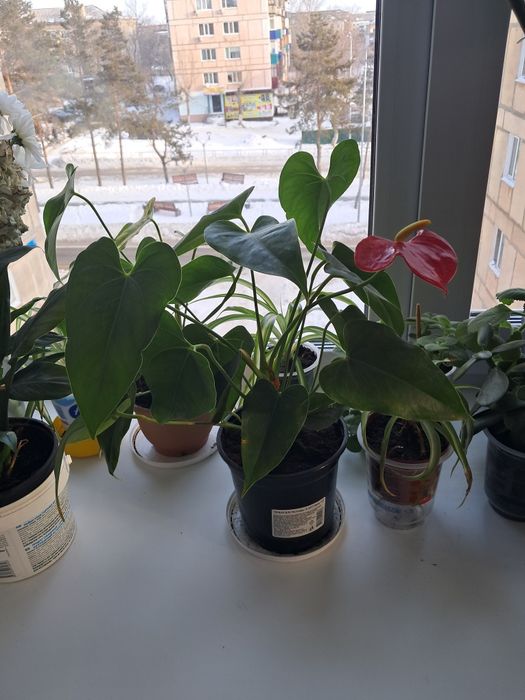 Продажа комнатных цветов