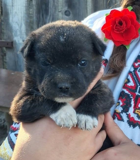 Cățeluși pentru adopție