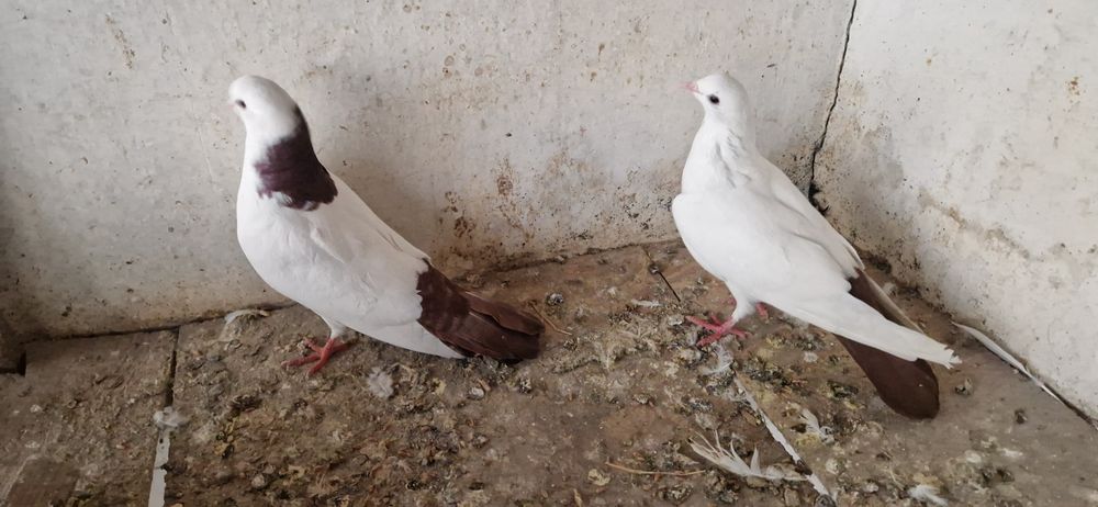 Красно шеики красно хвост