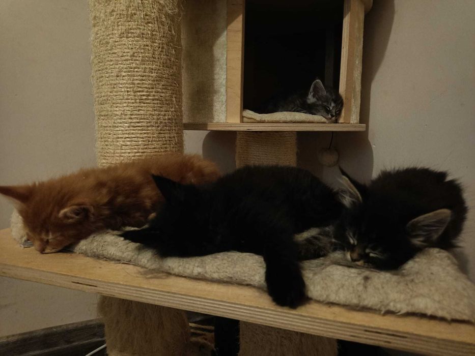 Котенца Мейн куун