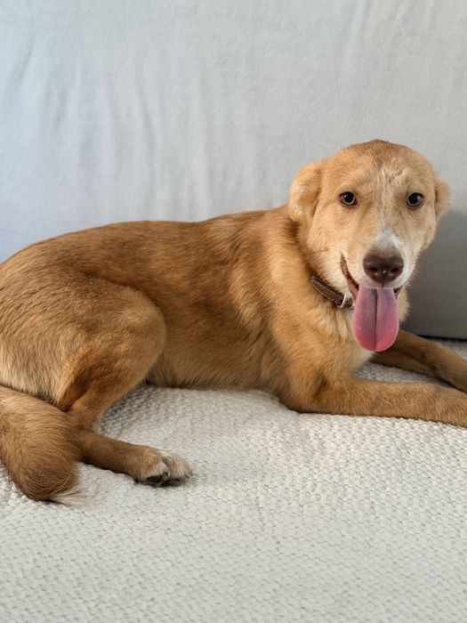 Отдам  щенков в добрые руки