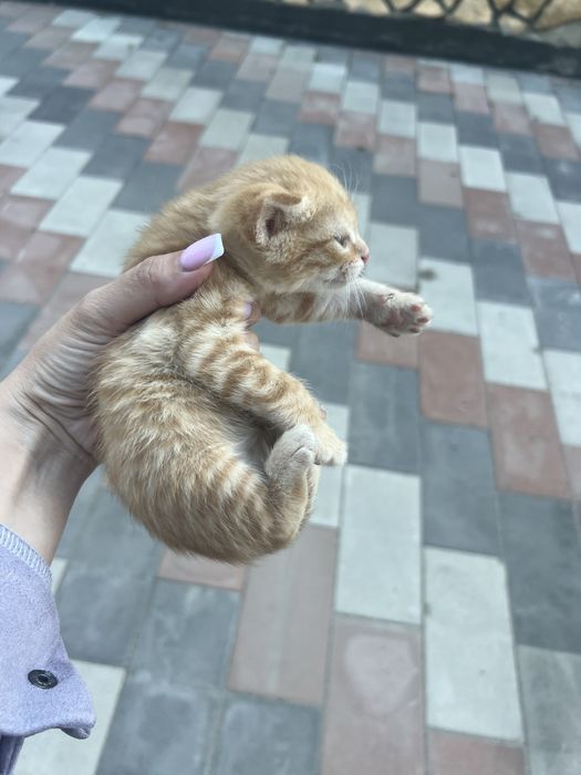 Отдам котят в добрые руки