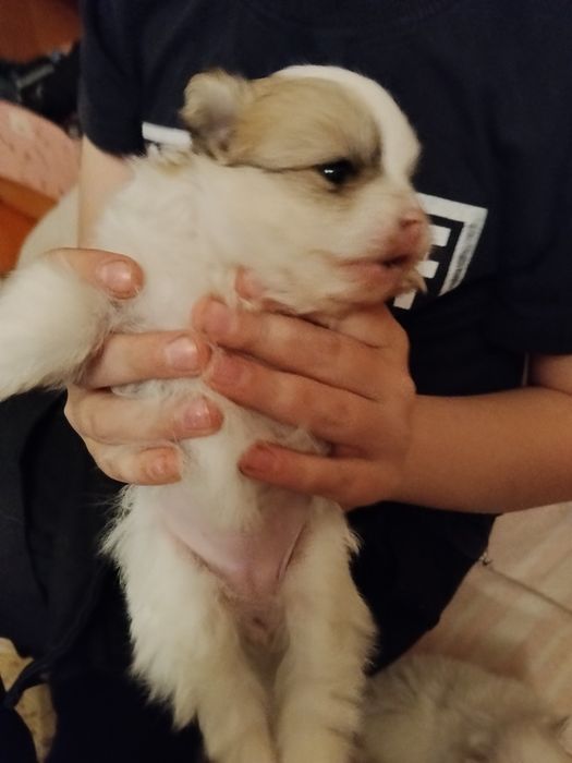 Шпицы щенята спешите приобрести