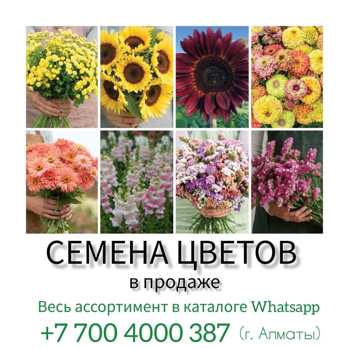 Семена сезонных цветов