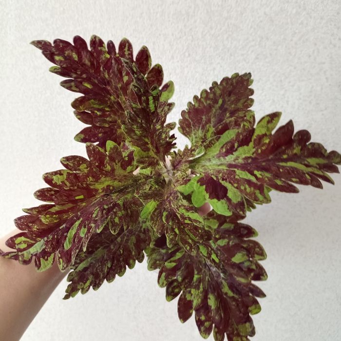 Комнатные растения