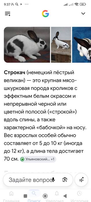 Кролики строкач чистокровный