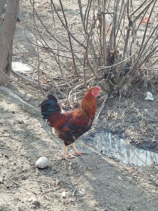 Kurka(Induk) makiyon va tovuq xoʻrozlari sotiladi