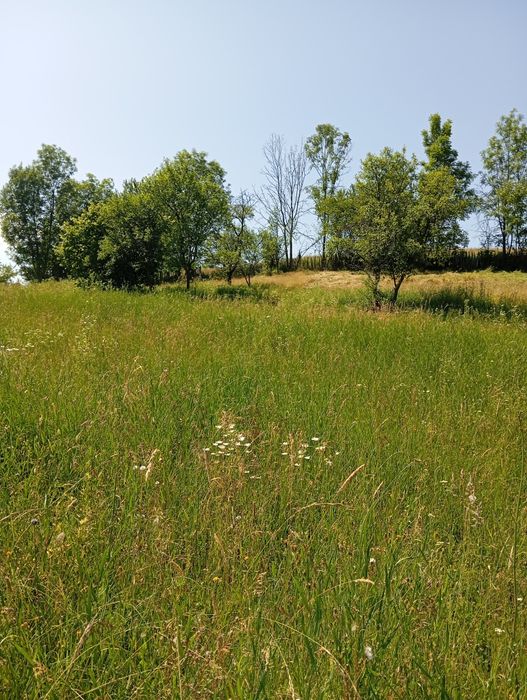 Executam defrișări, toaletări copaci,cosit iarba.Realizam debarasări