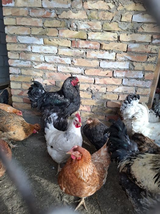 Продам петух черный брама