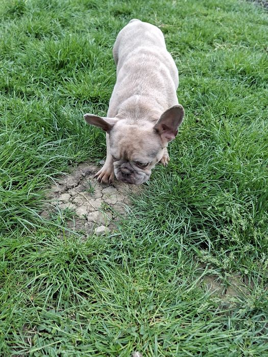 Bulldog francez femelă