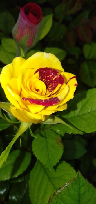 Саженцы роз 1000