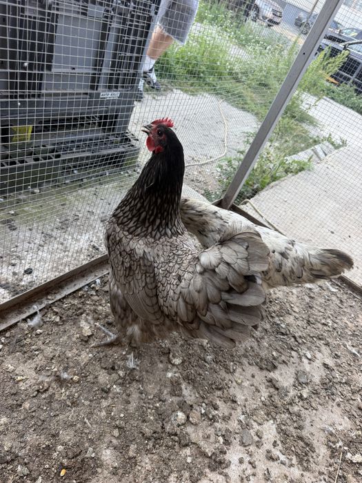Vand gaini australorp