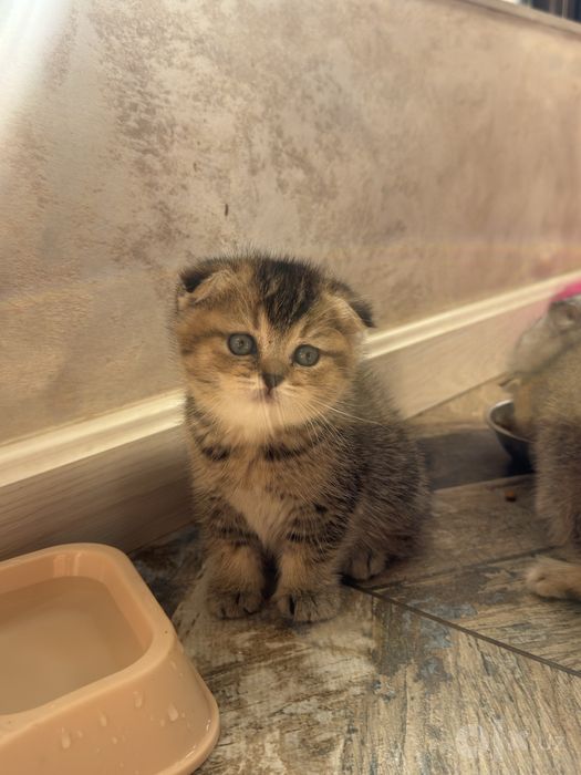 Породистые котята, продоються