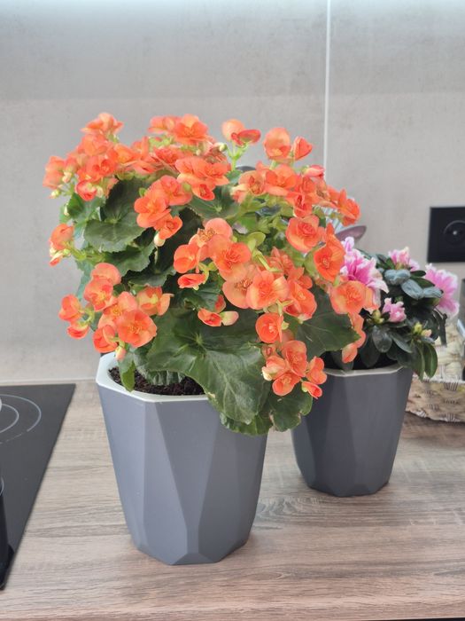 Продам комнатные растения