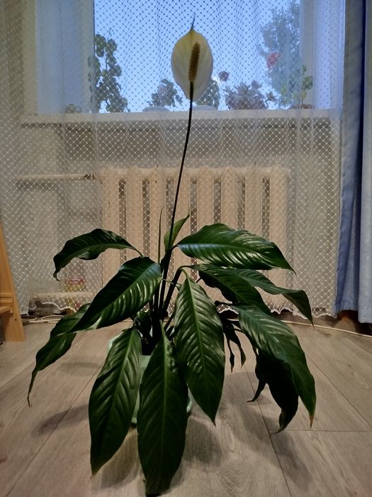 Женское счастье (спатифиллум)