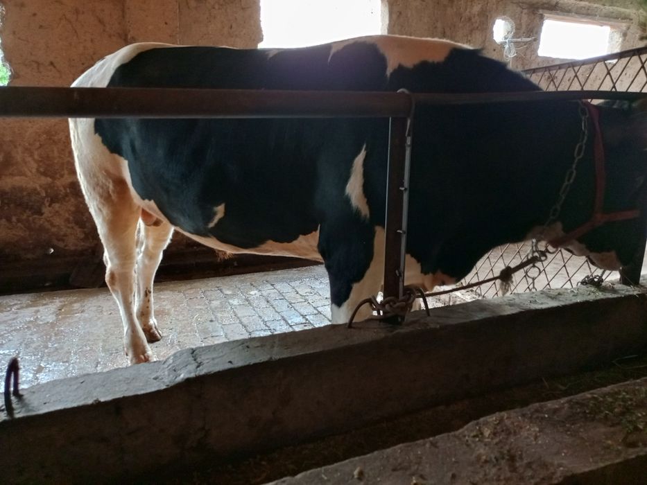 Buqa sotiladi 1.5yow
