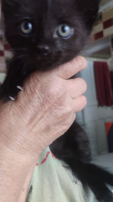 Отдам котят в хорошие руки