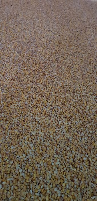 Porumb boabe 1,5 lei / kg. Recolta 2025.
