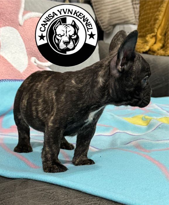 Femela buldog francez