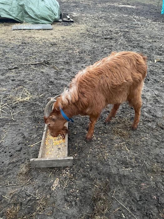 Vând țap de un an