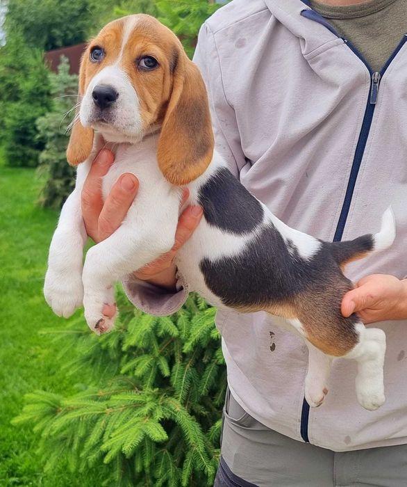 Pui Beagle Pedigree
