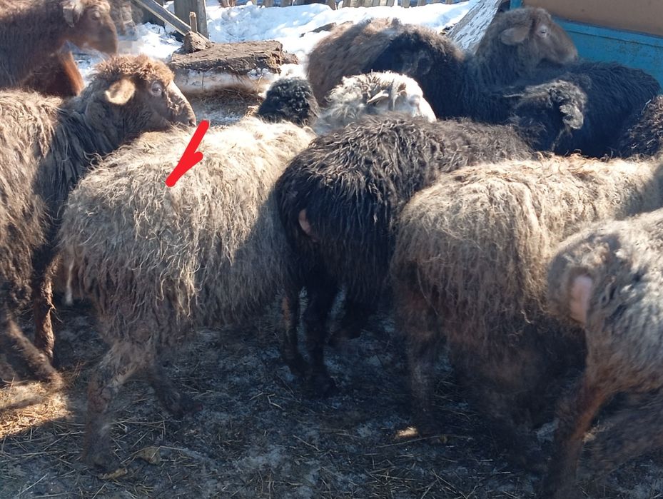 қой  сатылады союға малдануға