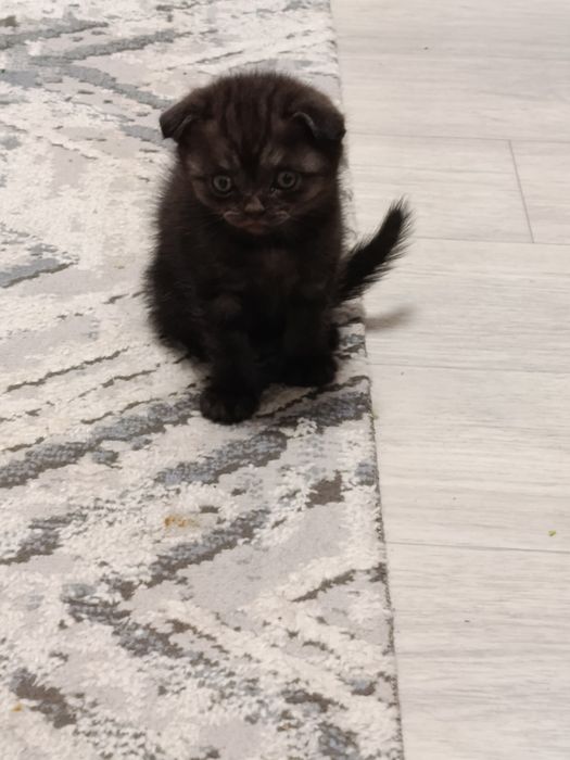 Продаются котята