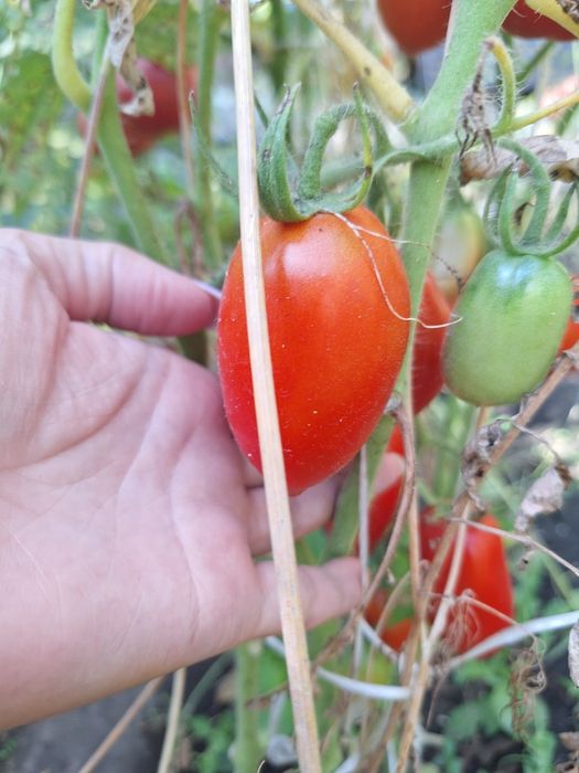 Продам домашние помидоры