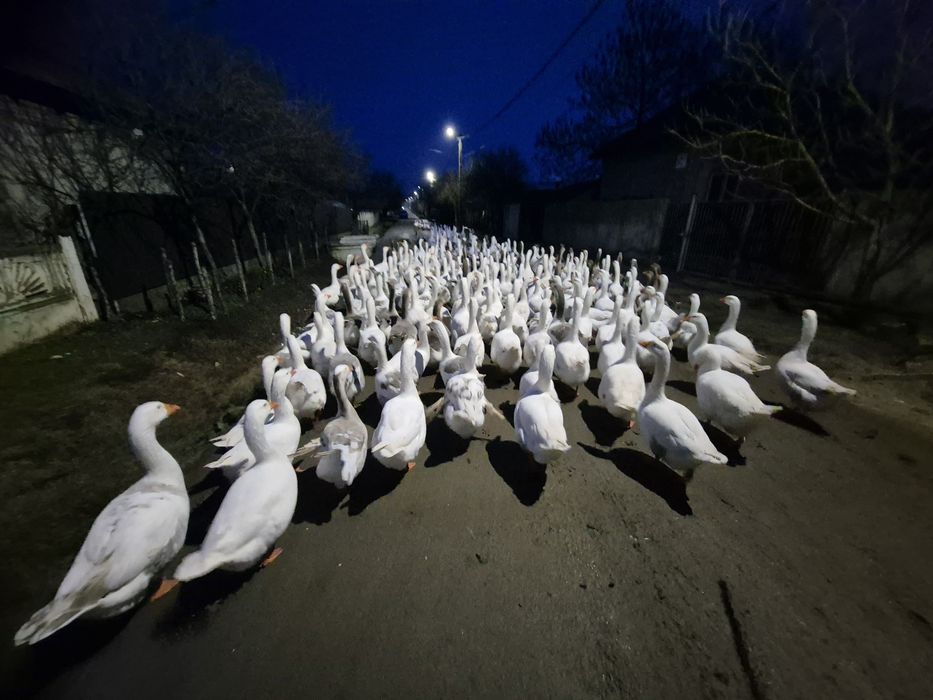 Oua de gasca de vânzare