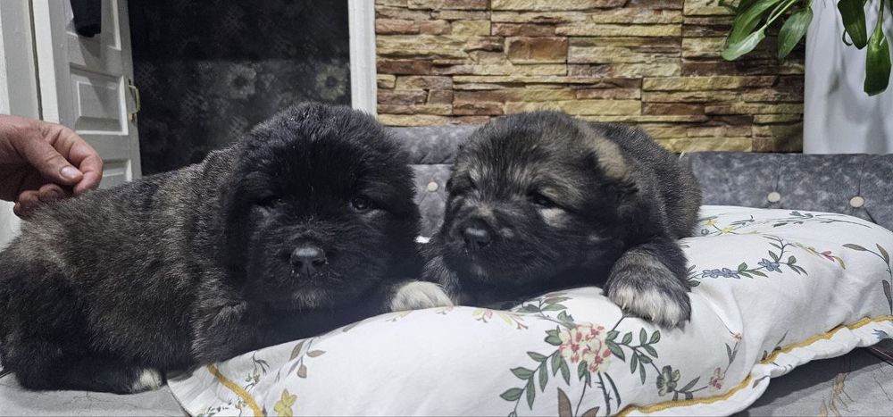 Щенки кавказской овчарки