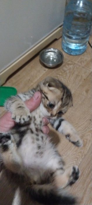 Продам котят британцев
