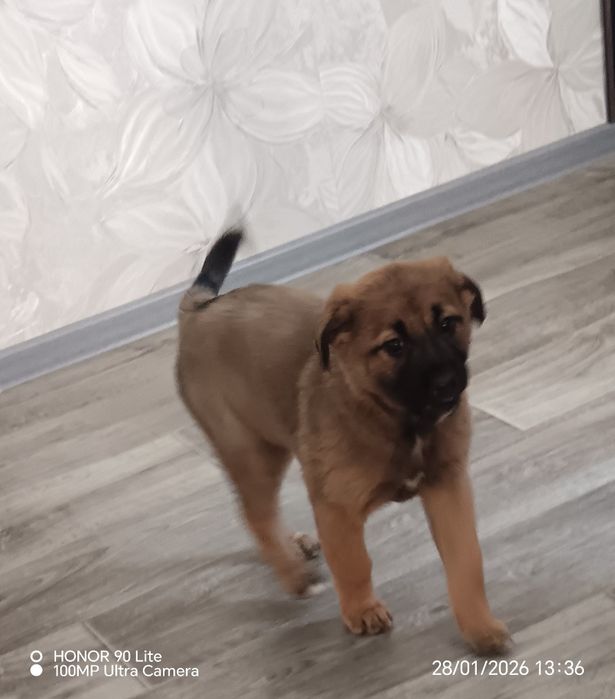 Отдам в хорошие добрые руки