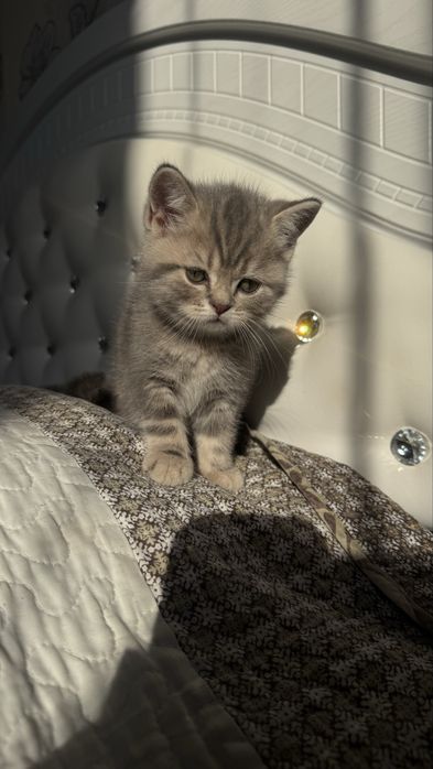 Котят скоттиш страйт