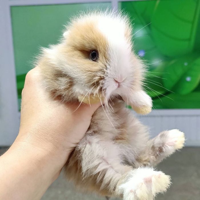 Домашние питомцы в наличии